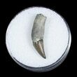 Fossil Porpoise Tooth - Lee Creek Mine #3719-1